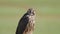 Hunter Predator Falcon is Raptor Bird of Prey in Genus Falco