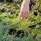 Hunter tracker shows with his hand on the traces of the paws of a dog or a wolf in a swamp, close up