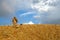 Hunter and tracking dogs in arid sunrise landscape