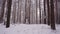 Hunter walks through the winter forest. A hunting dog is running nearby