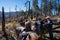 Hunters on horseback ride on the trail during an elk hunt, near the Willow Creek