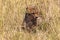 Hunters from Masai Mara. Cheetah after a meal. Kenya, Africa