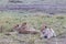 Hunters are resting. Lioness in the savanna. Kenya, Africa