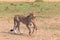 Hunters of savanna. Cheetah. Kenya