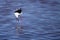 Hunting balck winged stilt