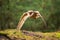 Hunting Barn Owl in nice morning light. Wildlife scene from wild nature.