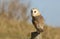 A hunting Barn Owl (Tyto alba) perched on a post.