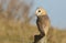 A hunting Barn Owl (Tyto alba) perched on a post.