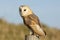 A hunting Barn Owl (Tyto alba) perched on a post.