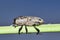 Hunting Billbug (Sphenophorus venatus vestitus) feeding from a plant stem with copy space.