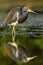 Hunting bird. Water bird sitting in the water. Beach in Florida, USA. Water bird Tricolored Heron, Egretta tricolor, with orange