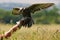 Hunting birds. Hunting with a Saker Falcon. Falcon on a hand at the hunter.