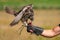 Hunting birds. Hunting with a Saker Falcon. Falcon on a hand at the hunter.