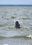 Hunting black dog swimming for wild birds