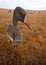 Hunting on a bog with goose profile