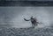 Hunting Bottlenose Dolphin Spectacularly Catches Salmon In The Moray Firth Near Inverness In Scotland