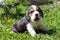 Hunting breed puppy playing in the grass