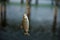 Hunting for a chub.A fish hook caught in the river in the morning.Fishing is the occupation of the villagers and fishermen.