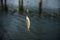 Hunting for a chub.A fish hook caught in the river in the morning.Fishing is the occupation of the villagers and fishermen.