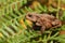 A hunting Common Toad, Bufo bufo, climbing over bracken in woodland.