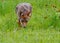 Hunting Coyote in a field of wildflowers.