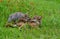 Hunting Coyote in a field of wildflowers.