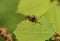 A hunting Crab Spider, Thomisidae, hiding on a Aspen tree leaf, Populus tremula, in woodland in the UK.