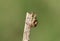 A hunting Crab Spider, Thomisidae, perching on the end of a twig.