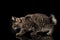 Hunting Crouched Kurilian Bobtail Kitty without tail Black Background