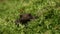 A hunting cute Common Toad, Bufo Bufo, in moss on the forest floor early morning. It has a small insect walking all over its head.