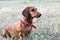 A hunting dachshund dog sitting on a glade in summer