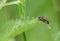 A hunting Dagger Fly, Empis tessellata, perching on a Stinging Nettle leaf in spring.