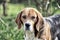 Hunting and detection dog. Dog with long ears on summer outdoor. Beagle walk on fresh air. Cute pet on sunny day. Companion or fri