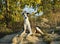 Hunting dog on a background of autumn trees