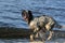 Hunting Dog on Beach