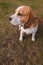 Hunting dog beagle
