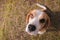 Hunting dog beagle