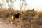 Hunting dog, of the beagle breed in the field at sunset