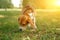 Hunting dog beagle sniffs the grass in the park in summer at sunset