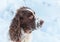 A hunting dog breed English Springer Spaniel in the winter in running walks in the snow with the wind