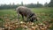 A hunting dog breed Weimaraner Silver ghost digging a hole in the ground in field