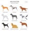 Hunting dog breeds collection isolated on white. Flat style