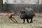 Hunting dog chasing wild boar