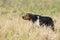 A hunting dog with a Chukar Partridge