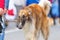 Hunting dog close-up