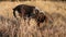 Hunting dog digs looking for prey, German Hunting Watchdog