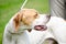 Hunting dog english pointer portrait. Close up.