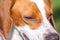Hunting dog english pointer portrait. Close up. Animal world