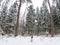 Hunting dog English springer spaniel runs along the trail in the in the winter forest