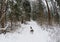 Hunting dog English springer spaniel runs along the trail in the winter forest